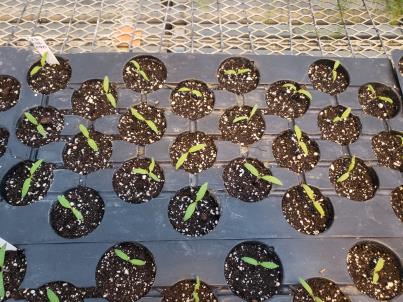 SEEDLING